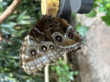 IMG_1009.jpeg