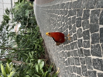 IMG_1007.jpeg